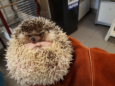 Four-toed hedgehog - De Zonnegloed - Animal park - Animal refuge centre 